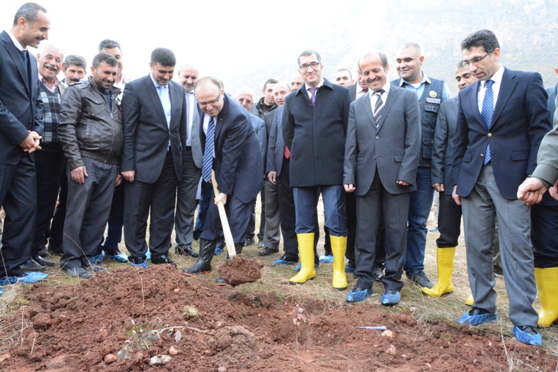Fıstık Fidanı  (01)