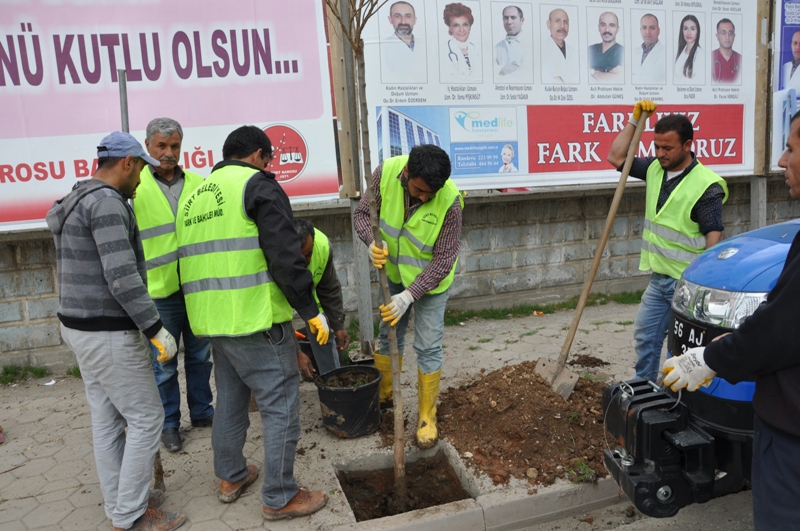 SiirtÔÇÖte ¦-lkbahar D+Ânemi A¦şa+ğ Dikim +çal¦-+şmalar¦- Ba+şlad¦- (6)