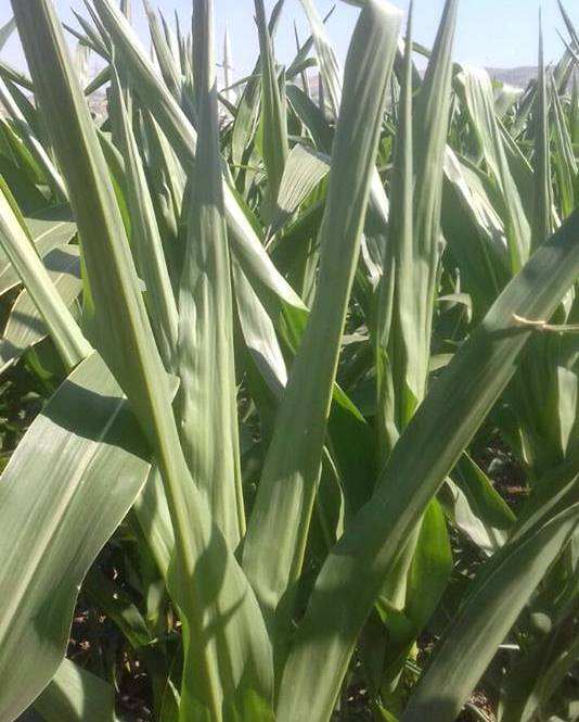 13876707_1140827659297282_5184131307852177730_n