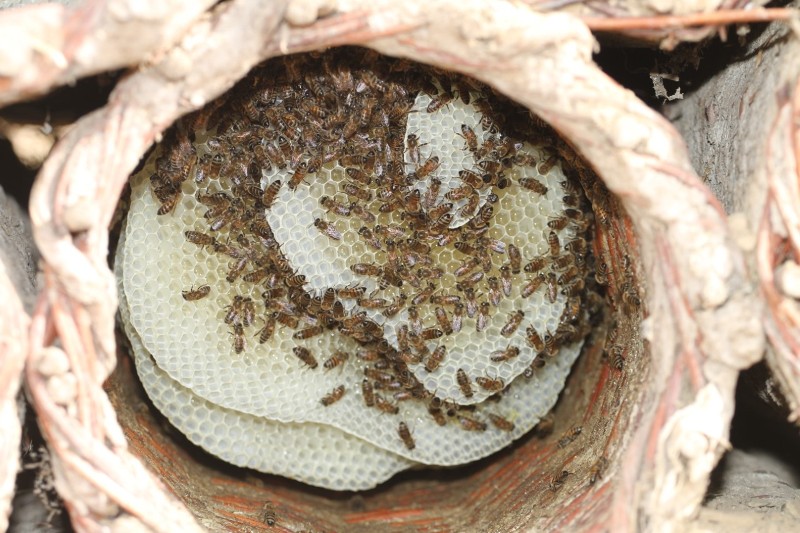 thumbnail_Pervari Karakovan Bali (7)