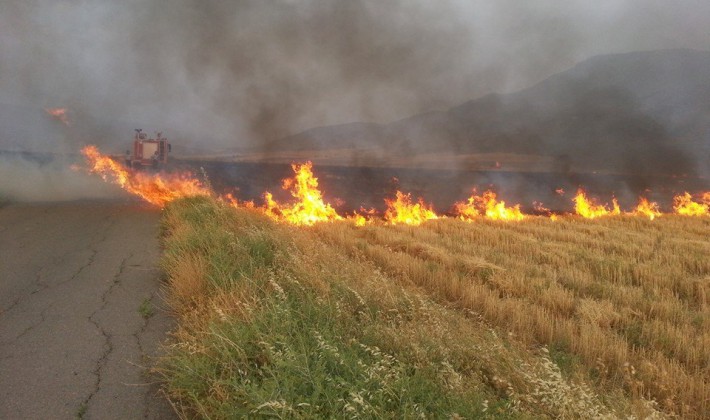 Aniz-yangini-710x420