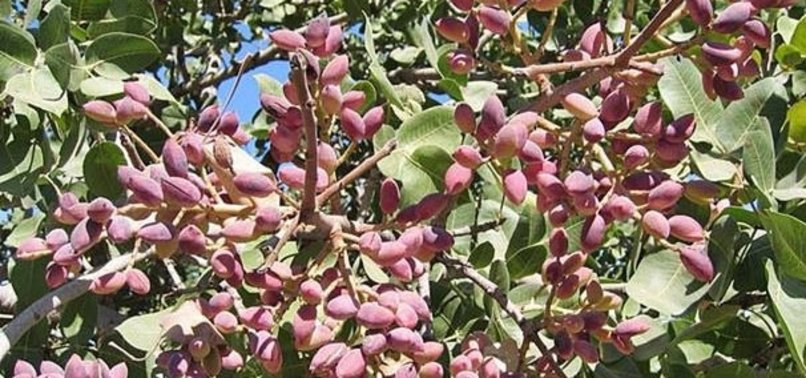 806x378-siirt-fistigi-altinla-yarisiyor-1507633525337