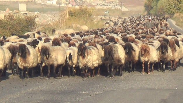 siirtte-gocebelerin-yayla-donusu-basladi-2-626x352