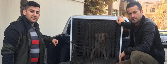 siirtte_pitpull_koruma_altina_alindi