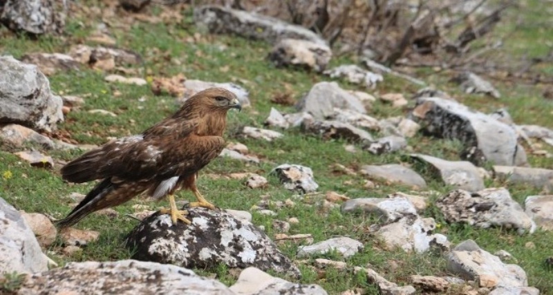 yaralı