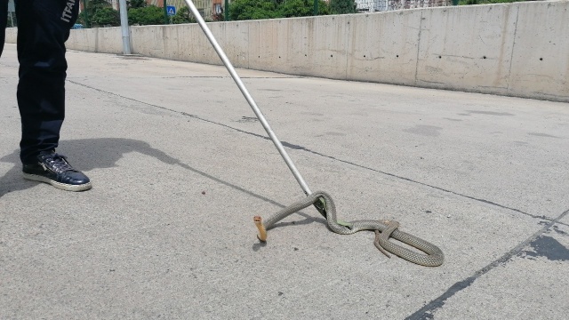 halk-otobusune-giren-2-metrelik-yilan-itfaiye-ekiplerini-seferber-etti-1592476534