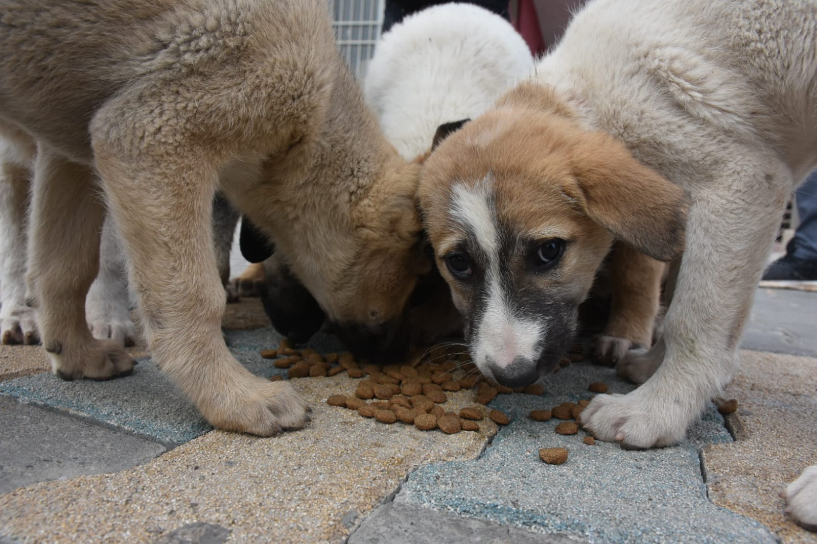 d97c1324-dcaa-4da8-8741-15f702592181