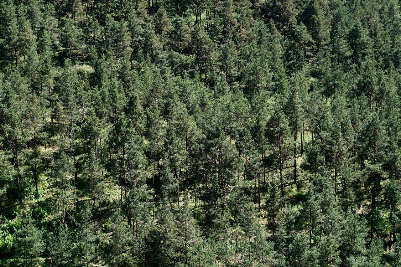 nature-3379471_1280