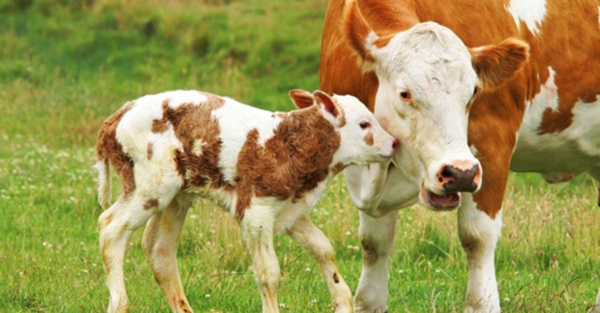 buzagi-destekleme-basvurulari-basladi