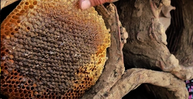 siirt-ten-pervari-den-paris-e-uzanan-tat