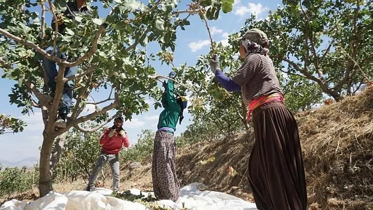 siirt-te-fistik-hasadi-yaklasi_1754299483_s4EwnP