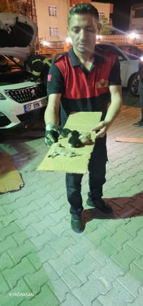 Siirt’te Otomobilin Kaputundan 8 Yavru Kedi Çıkarıldı
