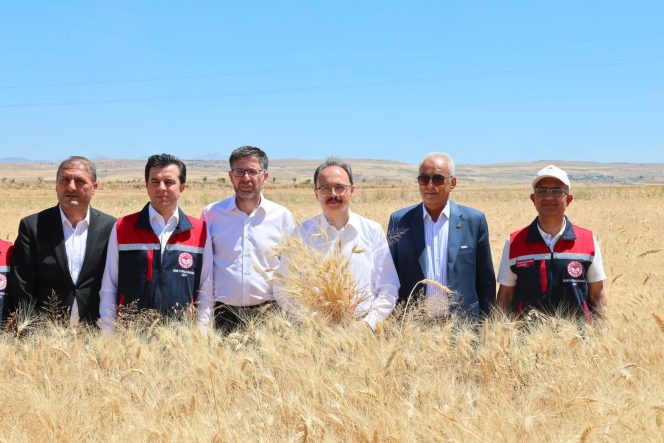 Garzan Ovasında Buğday Hasadı Başladı.