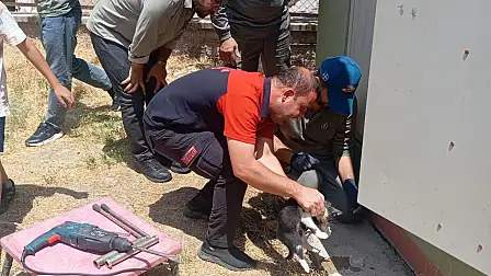 Kurtalan’da Trafo Deliğine Sıkışan Kedi Ekiplerin Çalışmasıyla Kurtarıldı