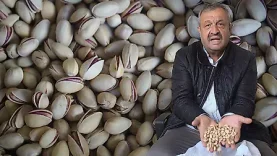 siirt-fistiginda-ithal-ve-fiya_1792493686_VUbHt9