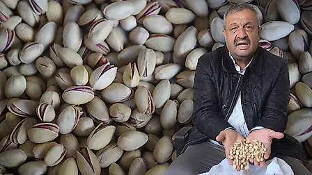 Siirt fıstığında ithal ve fiyat oyunu: ‘600 liraya alıp 1500 liraya satıyorlar’